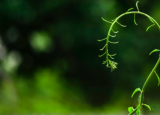 花園可以為您的BTL增加多少價(jià)值