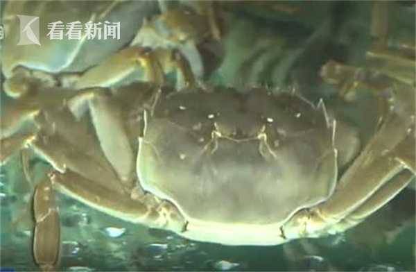 陽澄湖大閘蟹已上市 今年“大塊頭”特別多