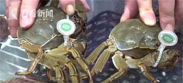陽澄湖大閘蟹已上市 今年“大塊頭”特別多