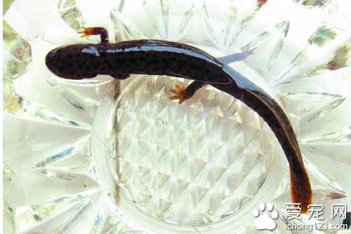 娃娃魚吃什么 教你如何飼養(yǎng)娃娃魚