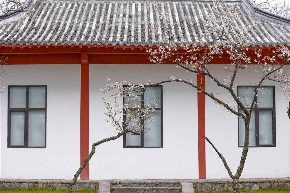 在家看天下·每日一景丨南京玄武湖公園：櫻洲·櫻花語(yǔ)