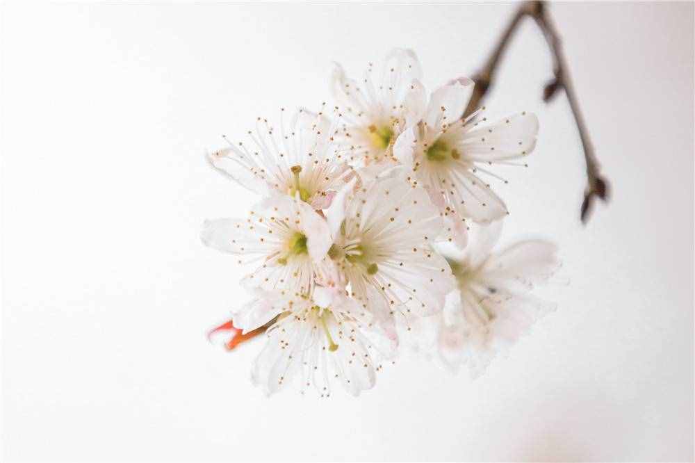 在家看天下·每日一景丨南京玄武湖公園：櫻洲·櫻花語(yǔ)