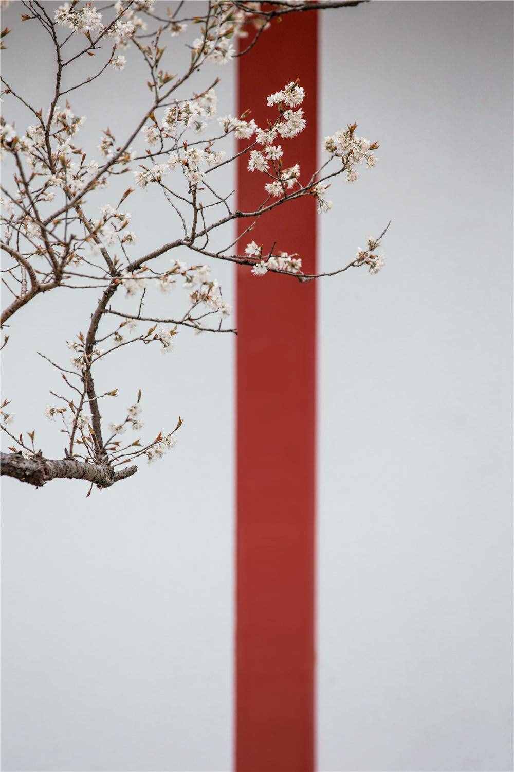 在家看天下·每日一景丨南京玄武湖公園：櫻洲·櫻花語(yǔ)