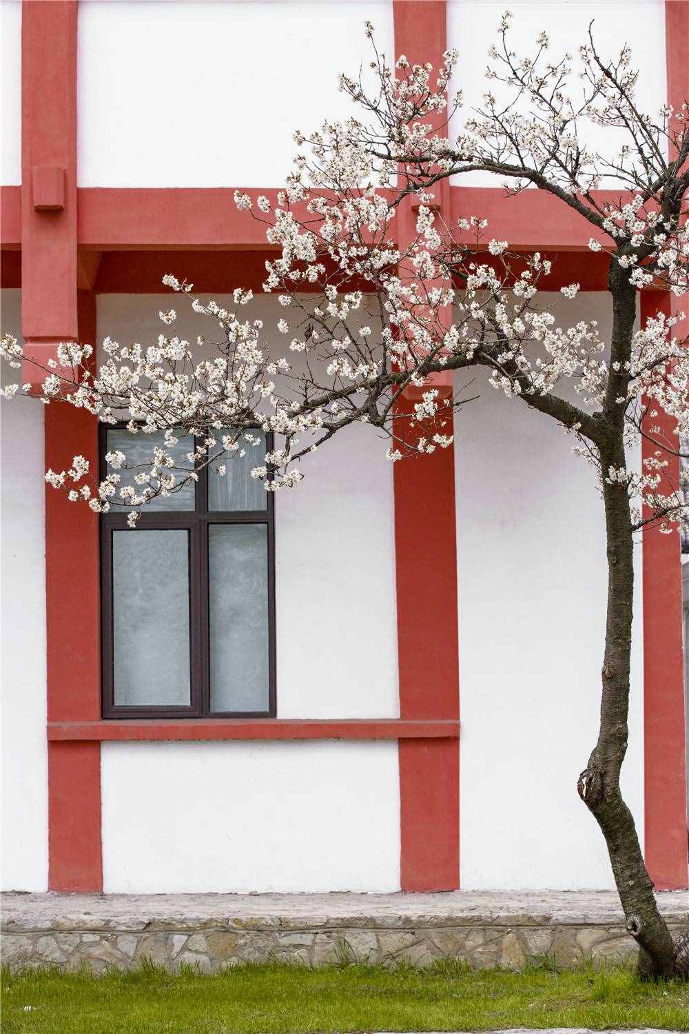 在家看天下·每日一景丨南京玄武湖公園：櫻洲·櫻花語(yǔ)