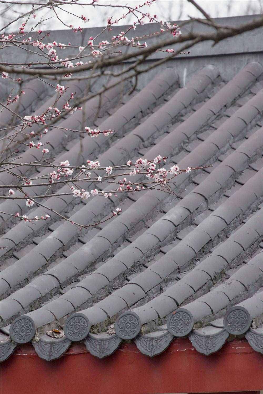 在家看天下·每日一景丨南京玄武湖公園：櫻洲·櫻花語(yǔ)