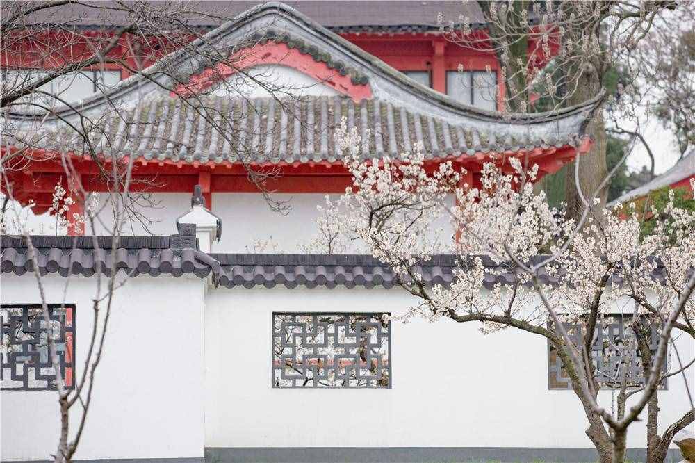 在家看天下·每日一景丨南京玄武湖公園：櫻洲·櫻花語(yǔ)