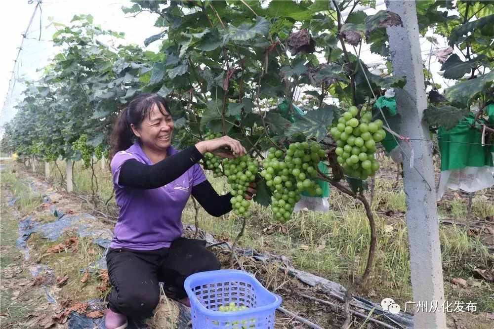 摘果、賞秋、住民宿！這個周末，來從化嗨玩一整天！