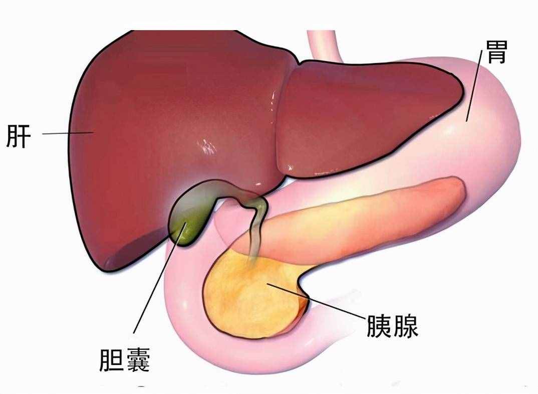 膽囊炎是怎么引起的？哪些人容易得膽囊炎呢？