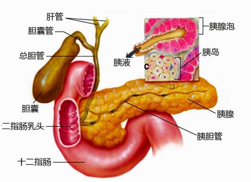 膽囊炎是怎么引起的？哪些人容易得膽囊炎呢？