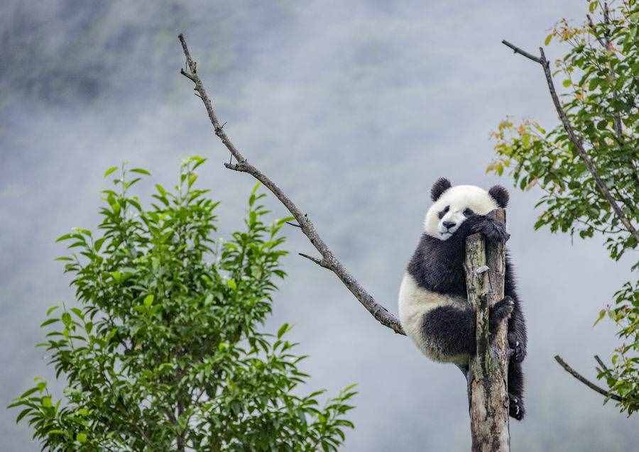 世界遺產(chǎn)大會(huì)｜中國世界自然遺產(chǎn)14項(xiàng)，絕美風(fēng)光莫錯(cuò)過