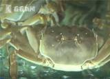 太湖蟹跟陽澄湖大閘蟹哪個(gè)貴(陽澄湖大閘蟹貴還是梭子蟹貴)