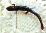 今日更新娃娃魚吃什么（教你如何飼養(yǎng)娃娃魚）