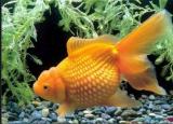 今日更新冷水魚（它的魚鱗似珍珠）