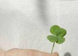 今日更新關于教師節(jié)的名言名句（教師節(jié)古詩詞名人名言）
