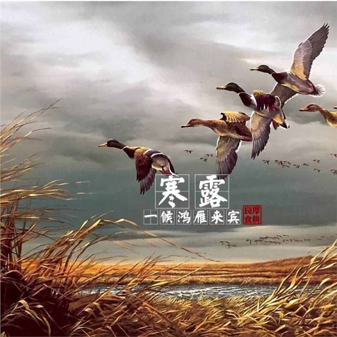 二十四節(jié)氣之寒露