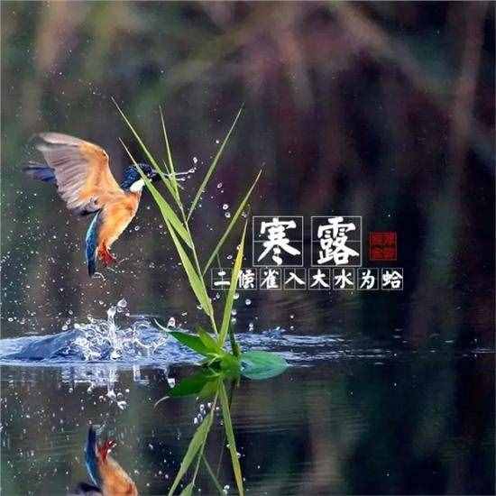 二十四節(jié)氣之寒露
