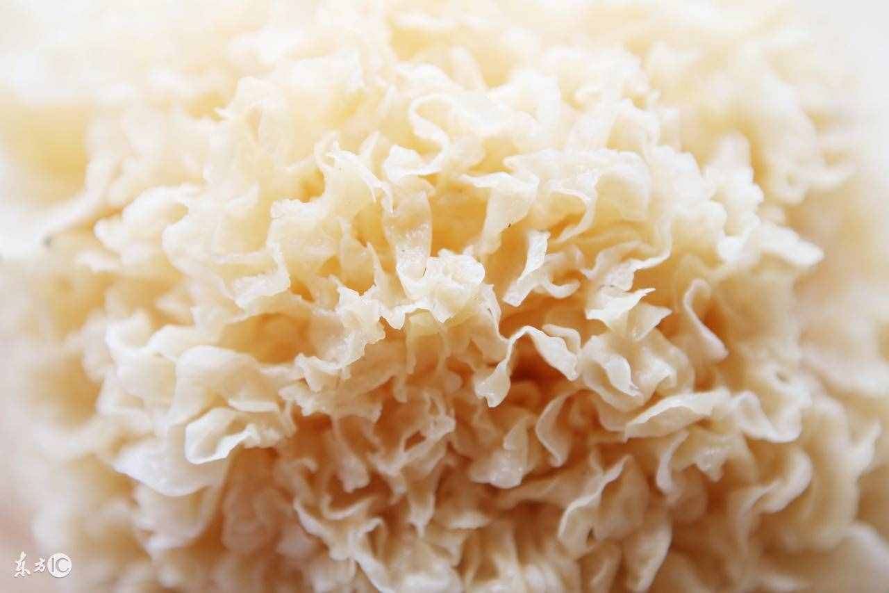 白木耳的功效與作用 提高免疫力抗癌抗腫瘤