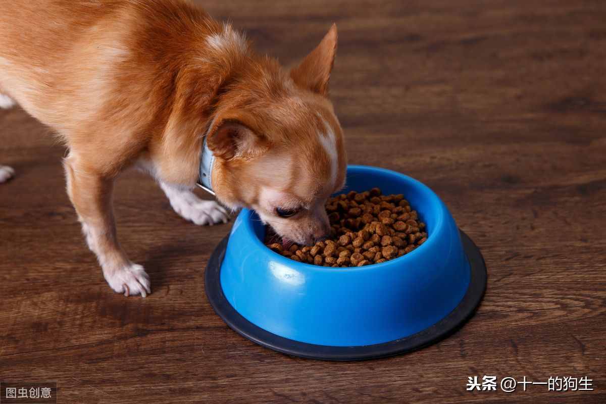狗狗不愛吃東西，可能有這幾個(gè)原因，那應(yīng)如何解決呢