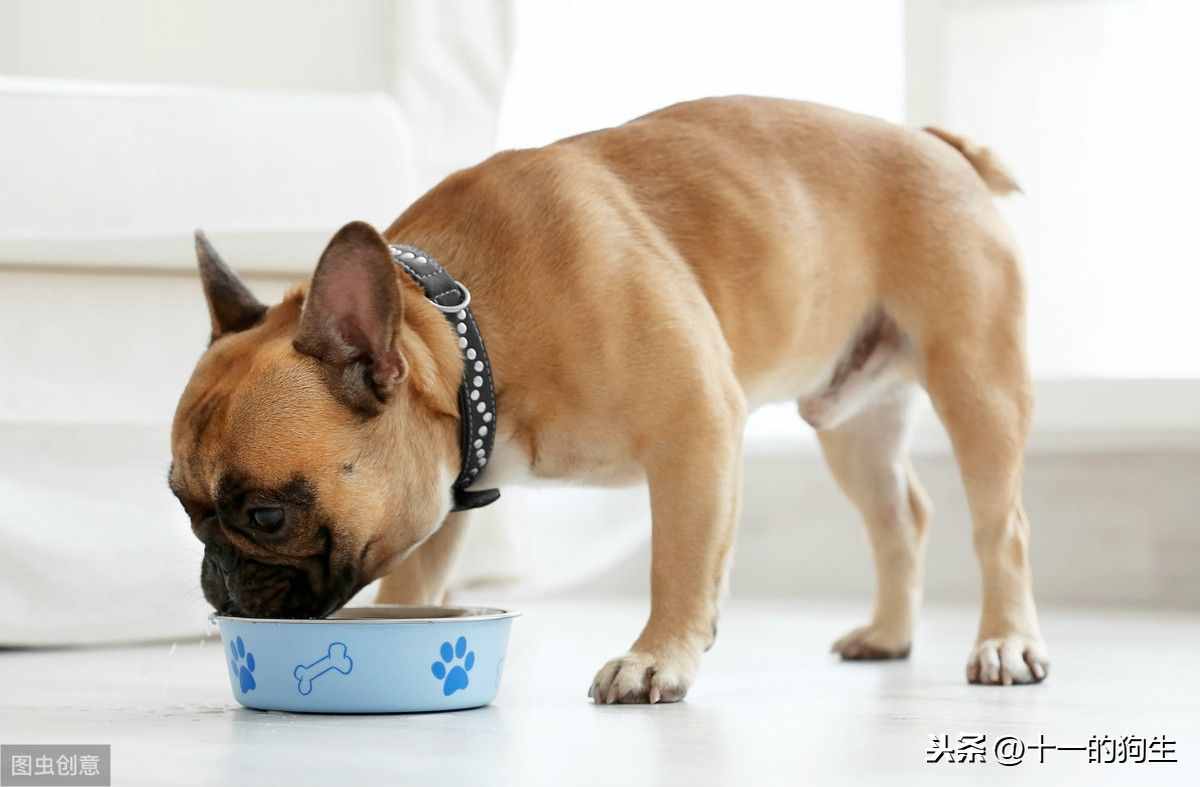 狗狗不愛吃東西，可能有這幾個(gè)原因，那應(yīng)如何解決呢
