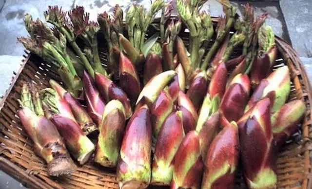 農村常吃的40種 · 野菜，你吃過幾種呢？