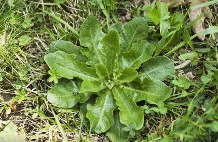 農村常吃的40種 · 野菜，你吃過幾種呢？