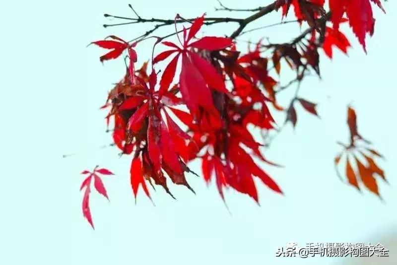 攝影賞析：看完這9幅作品，你也可以拍出這樣美的好片！