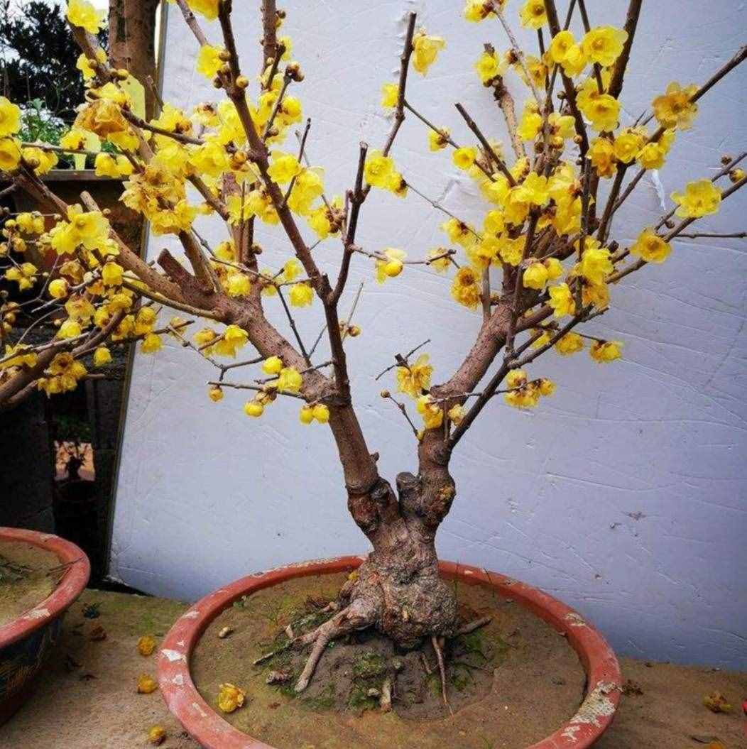 冬天有哪些花能開？家里養(yǎng)上5種花，天冷也有花看