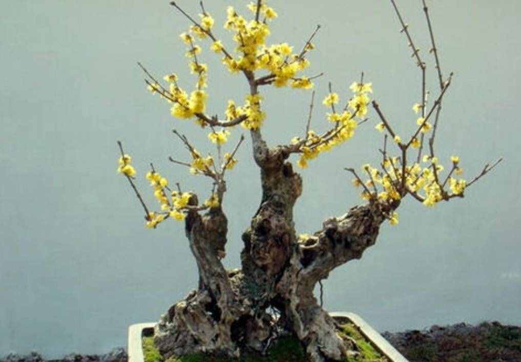 冬天有哪些花能開？家里養(yǎng)上5種花，天冷也有花看