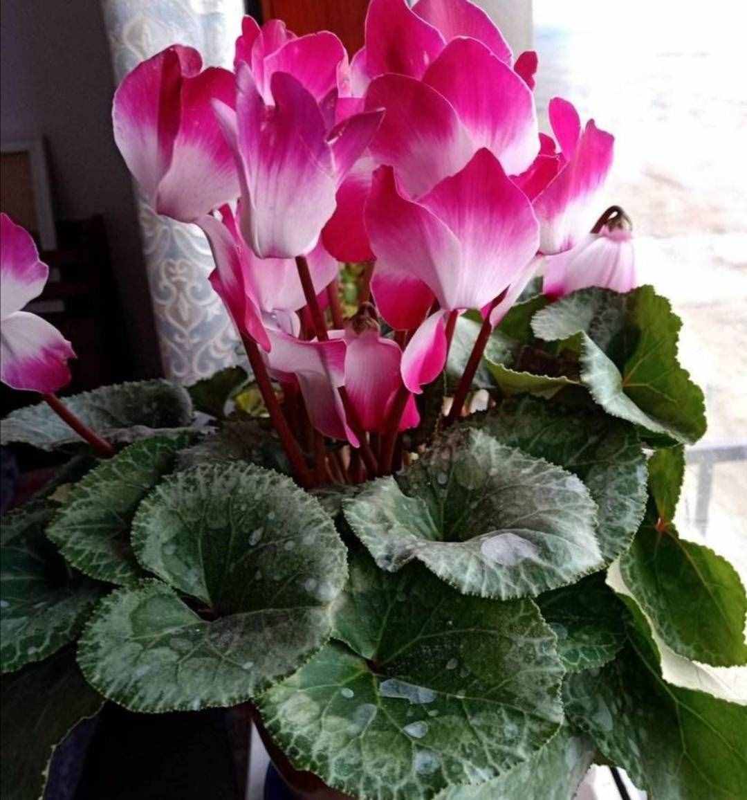 冬天有哪些花能開？家里養(yǎng)上5種花，天冷也有花看