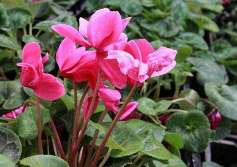 冬天有哪些花能開？家里養(yǎng)上5種花，天冷也有花看