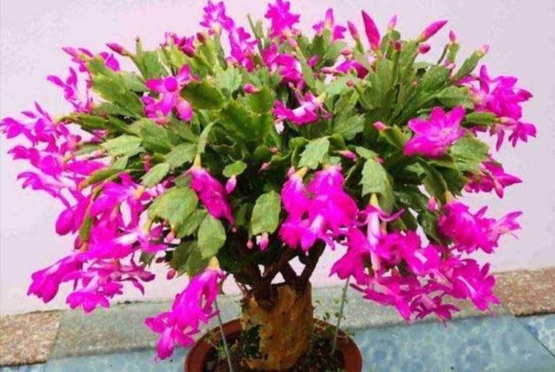 冬天有哪些花能開？家里養(yǎng)上5種花，天冷也有花看