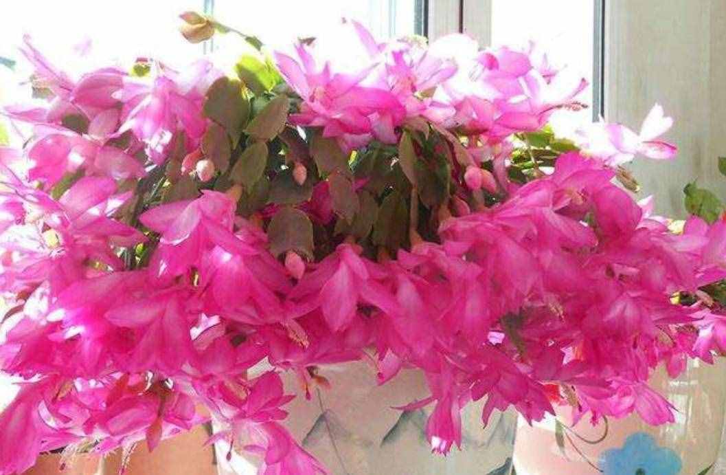 冬天有哪些花能開？家里養(yǎng)上5種花，天冷也有花看