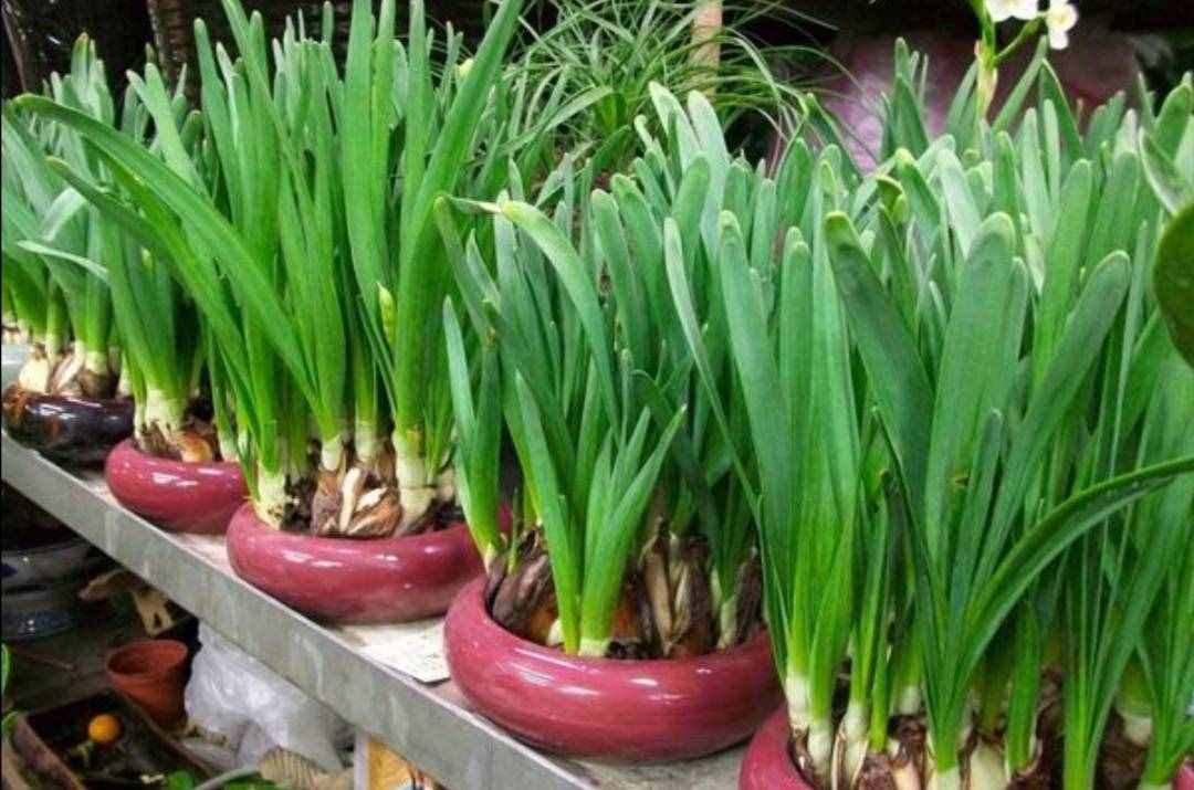 冬天有哪些花能開？家里養(yǎng)上5種花，天冷也有花看