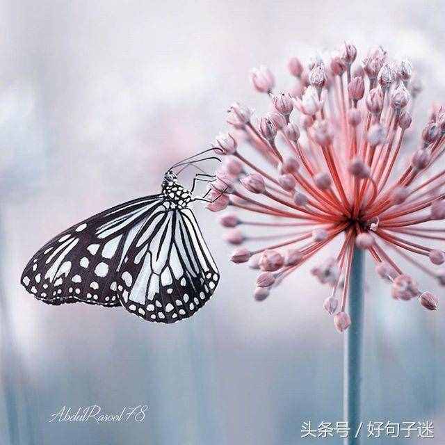 好聽(tīng)的qq個(gè)性簽名大全，句句唯美優(yōu)雅，總有一句你會(huì)喜歡！