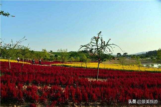 廣東花都美林湖花果山景區(qū)國(guó)慶前開(kāi)放，漫山花海成普羅旺斯