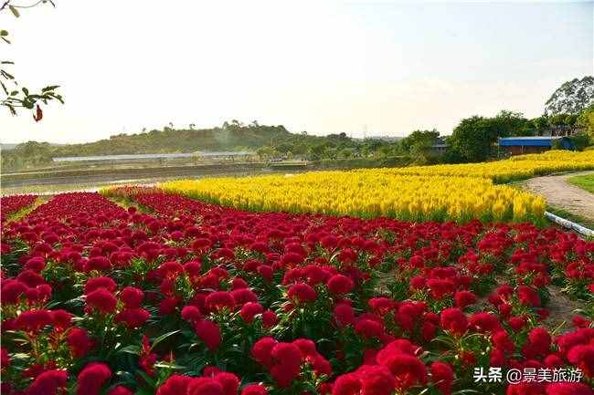 廣東花都美林湖花果山景區(qū)國(guó)慶前開(kāi)放，漫山花海成普羅旺斯
