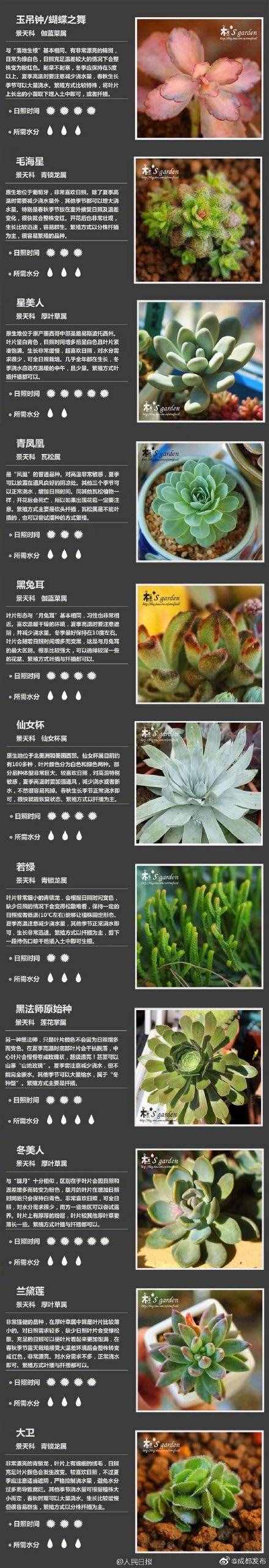 100種多肉植物對照圖，再也不愁叫什么名字了