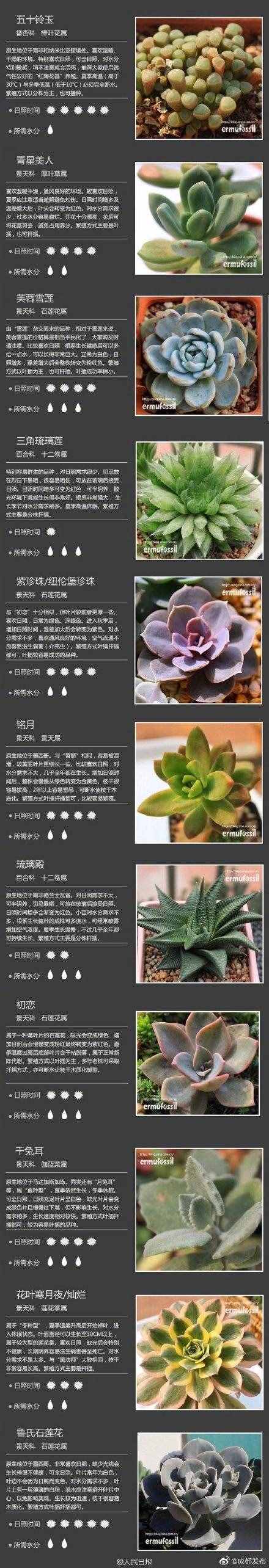 100種多肉植物對照圖，再也不愁叫什么名字了