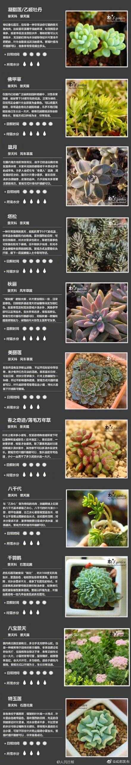 100種多肉植物對照圖，再也不愁叫什么名字了