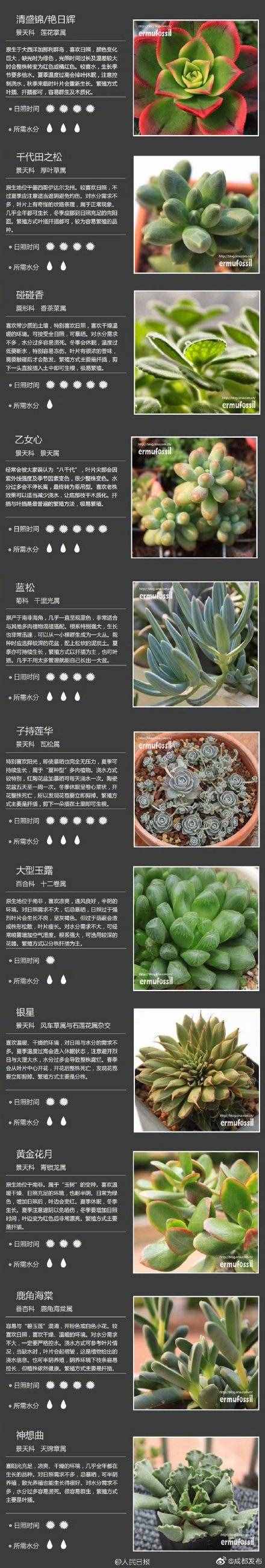 100種多肉植物對照圖，再也不愁叫什么名字了