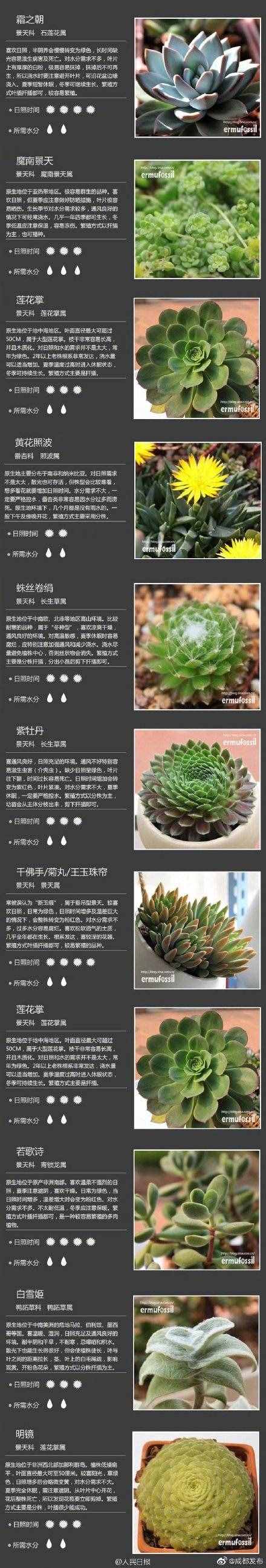 100種多肉植物對照圖，再也不愁叫什么名字了