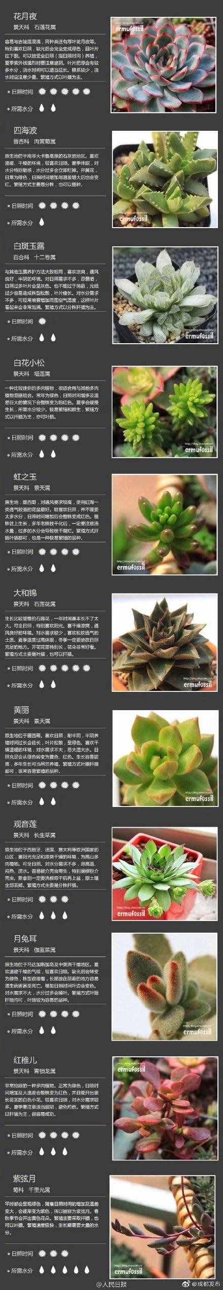 100種多肉植物對照圖，再也不愁叫什么名字了