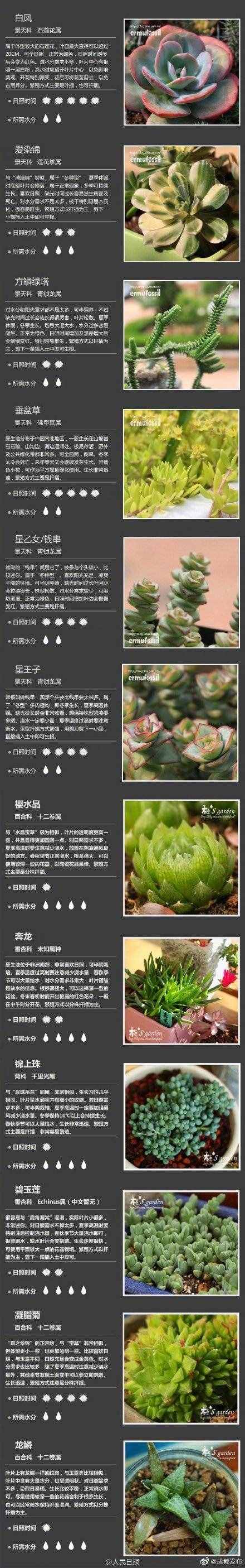 100種多肉植物對照圖，再也不愁叫什么名字了