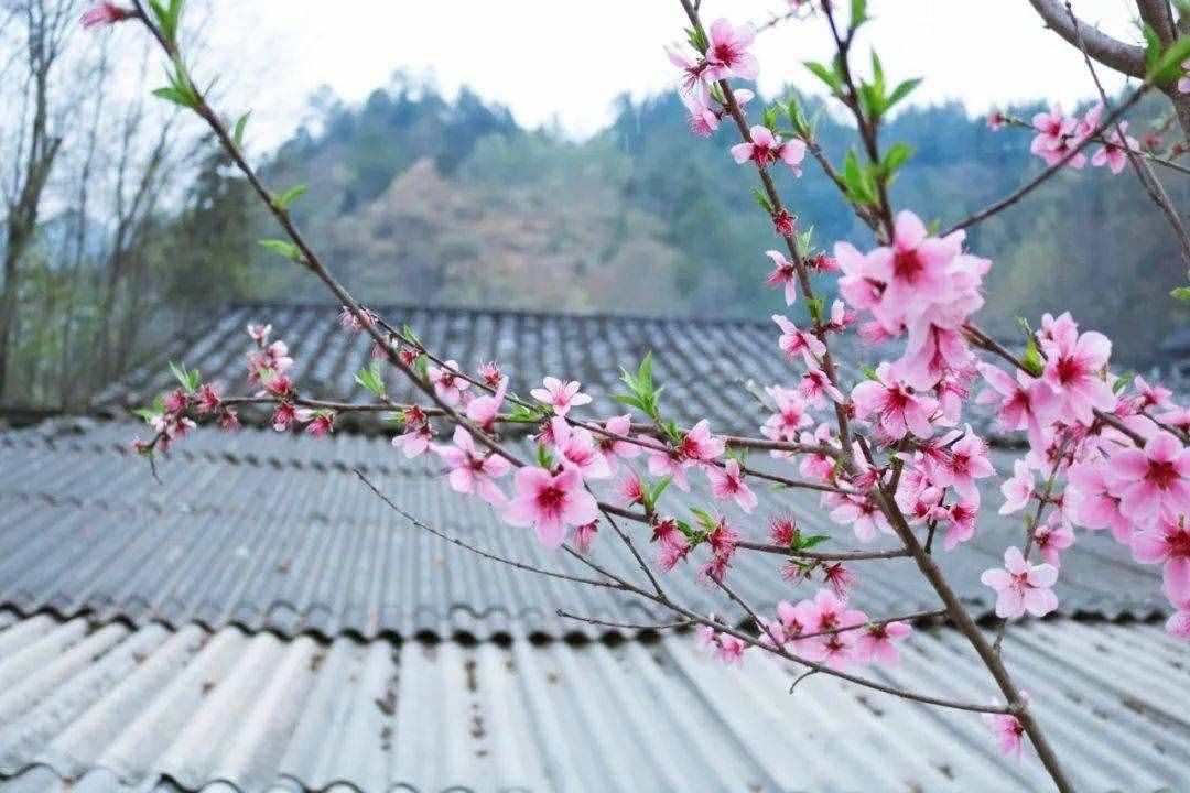 6首最美桃花詩詞：桃之夭夭，驚艷了整個春天