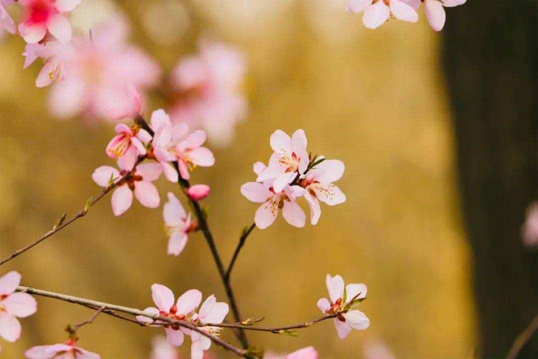 6首最美桃花詩詞：桃之夭夭，驚艷了整個春天