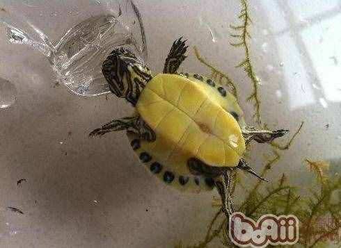 各種龜龜?shù)膲勖? title=