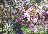 今日更新哈爾濱花卉（冰城小眾花）