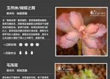 今日更新多肉植物圖譜（種多肉圖譜）