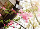 今日更新桃花的唯美句子（唯美桃花詩詞名句）