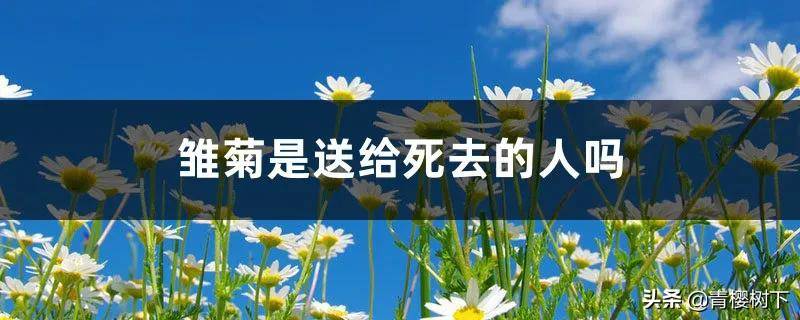 雛菊是送給死去的人嗎(不同顏色雛菊的花語)
